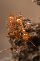 Solenopsis geminata
