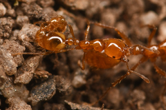 Solenopsis geminata