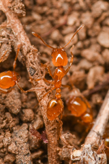 Solenopsis geminata