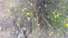 Crocanthemum scoparium, photograph Millie Basden, CC BY, iNaturalist via GBIF