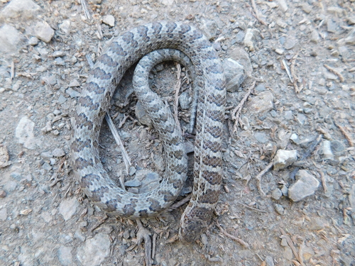 Hardy's Hook-nosed Snake
