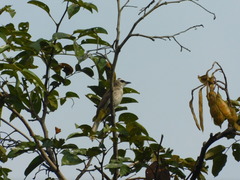 Pycnonotus goiavier analis