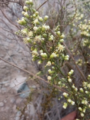 Baccharis paniculata