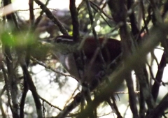 Thryophilus rufalbus