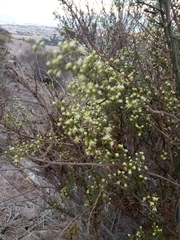 Baccharis paniculata