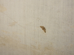 Scolecocampinae
