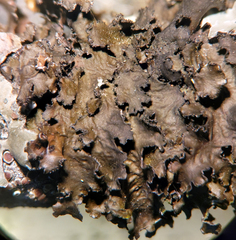 Tuckermanopsis americana