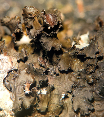 Tuckermanopsis americana