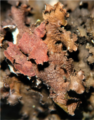 Tuckermanopsis americana