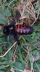 Neoxylocopa