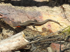 Acritoscincus platynotus