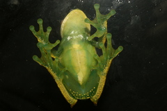 Lutz's Treefrog photo 2