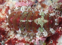Dendrochiton flectens