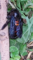 Neoxylocopa
