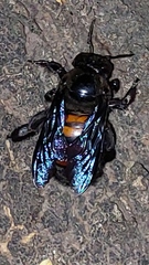 Neoxylocopa