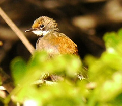 Rhipidura dryas