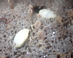 Dysideidae
