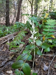 Cephalanthera austiniae