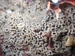 Dysideidae