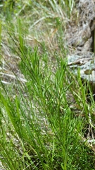 Erigeron reductus angustatus