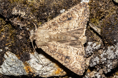 Ichneutica morosa