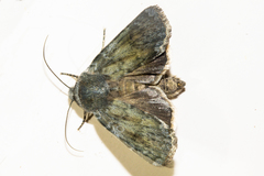 Ichneutica nobilia