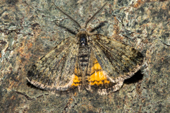 Paranotoreas brephosata