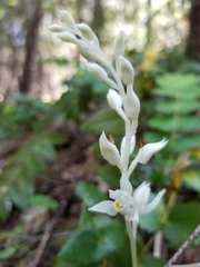 Cephalanthera austiniae