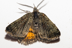 Paranotoreas brephosata