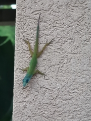 Anolis trinitatis