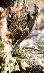 Sceloporus licki