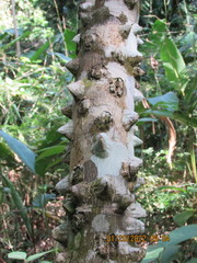 Zanthoxylum setulosum