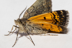 Paranotoreas brephosata