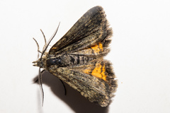 Paranotoreas brephosata