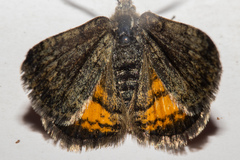 Paranotoreas brephosata