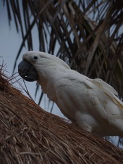 Cacatua alba