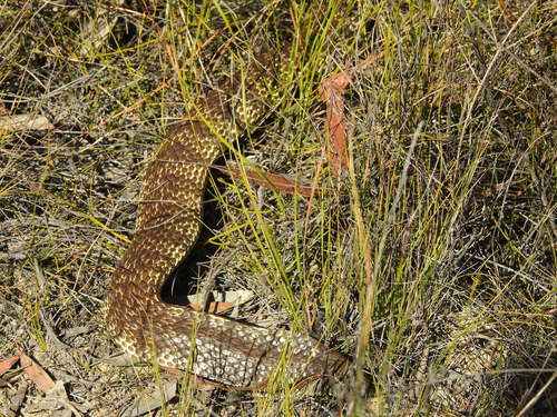 Tiger Snake sighting