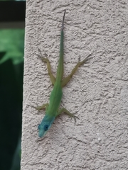 Anolis trinitatis