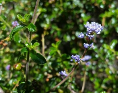 Ceanothus foliosus foliosus