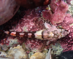 Oligocottus rubellio