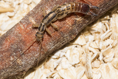 Dacnodes shortridgei