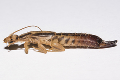 Dacnodes shortridgei