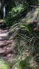 Bromus laevipes