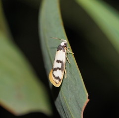 Eulechria sigmophora