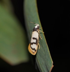 Eulechria sigmophora