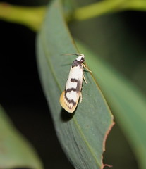 Eulechria sigmophora