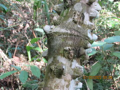 Zanthoxylum setulosum