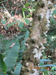 Zanthoxylum setulosum