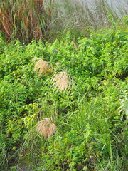 Phragmites vallatoria