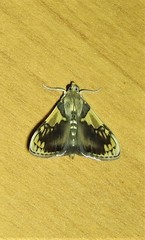 Rehimena cissophora
